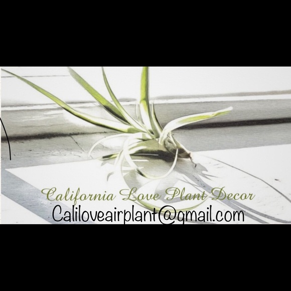 Carmel Beach Air Plant Terrarium - Picture 3 of 3